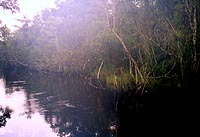 Florida Everglades