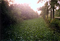 Florida Everglades