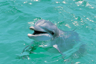 there are plenty of dolphins in the Tampa Bay area