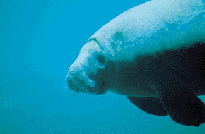 Florida manatee