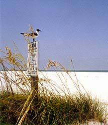 Treasure Island has among the whitest and widest beaches in all of Florida
