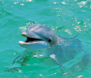Dolphin watching